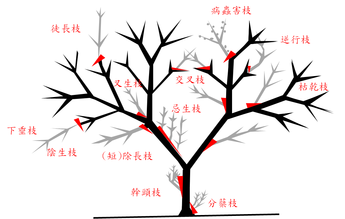 附錄一 開張主幹互生枝序型不良枝判定圖
