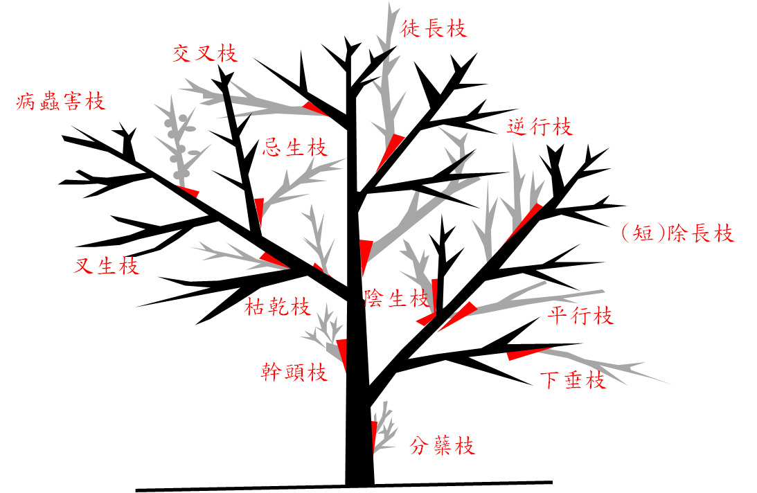 附錄一 喬木類植栽不良枝判定作業詳圖（一）