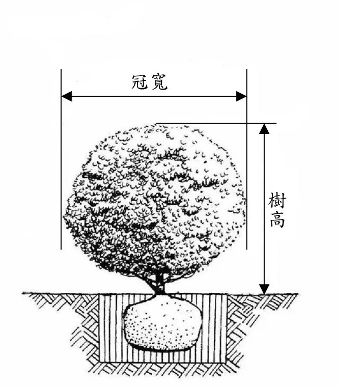 圖3 棕櫚科相關規格示意圖