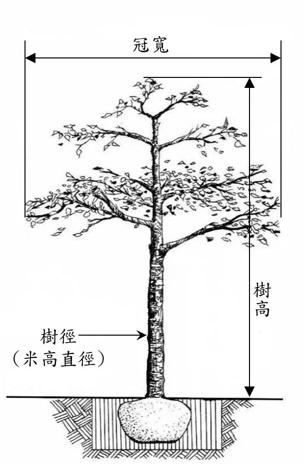圖1 喬木相關規格示意圖