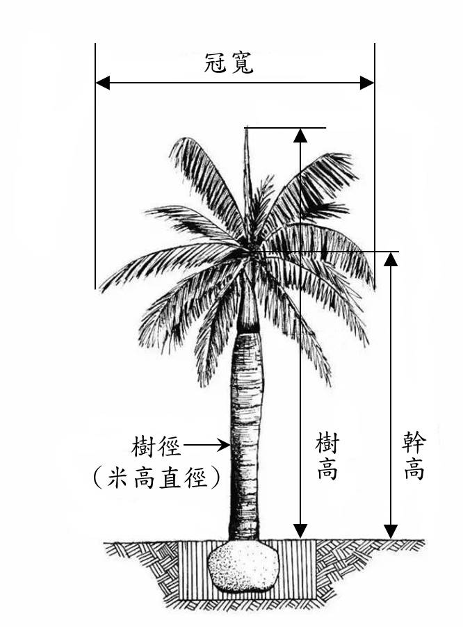 圖2 灌木相關規格示意圖